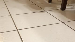 Chihuahua learns name