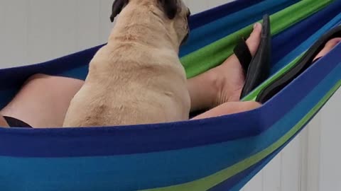 The Pug Life - Tig