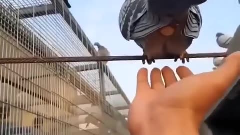 Catching egg of Pigeon