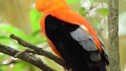 Beautiful bird with wonderful colors