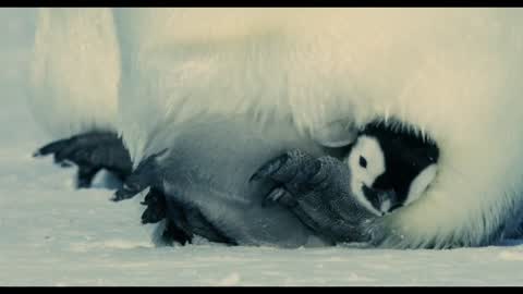 Mother child relationship of emperor penguins