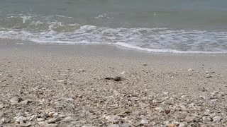 Gulf Coast Texas beach