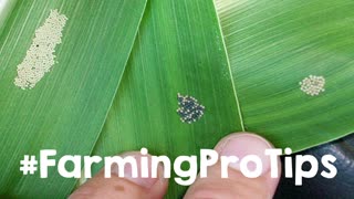 Identifying Pests - Black Cutworm