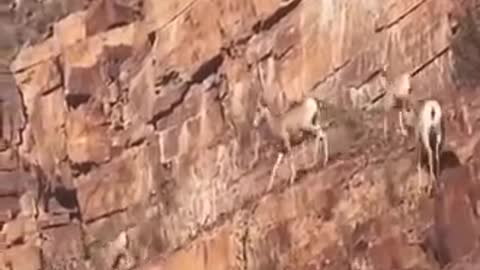 Mountain Goat unbelievable climbing in straight hill