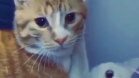 romantic cat video#cat video #funny cat video