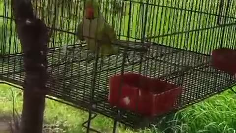 Real Birds voice