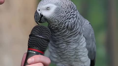Talking Parrot is awesome!
