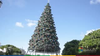 City of Altamonte Springs, Florida 60 Ft. Tree Installation