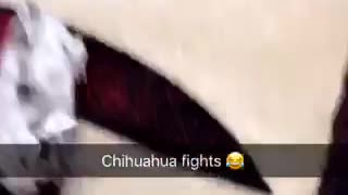 Chihuahua fights two dogs fight on carpet