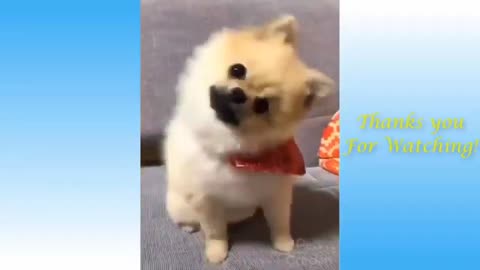 Cute pet and funny animals😍