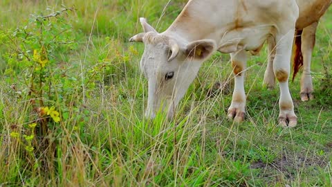 Cow grazing on a green meadow. Close-up of a cow