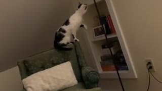 Cat Learns How to Turn on Lamp