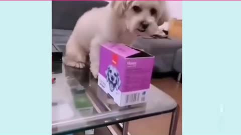 Cute Dogs.Funny Video #shorts