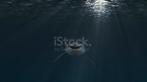 The shark in the ocean