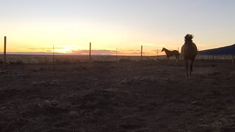 Yearling filly Aiko