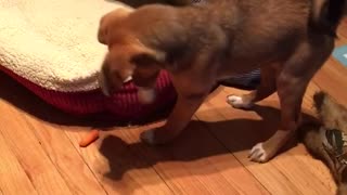 Puppy plays with baby carrot