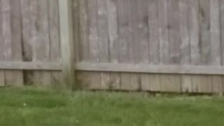 Baby Robin stuck on fence - Momma bird to rescue