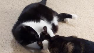 Cats clean each other