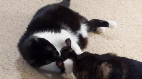 Cats clean each other