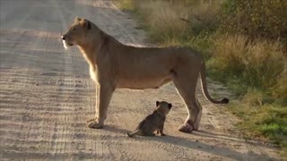 Daily life of lion's family