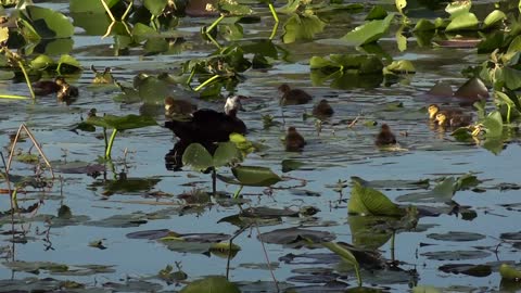 Ducks Swimming in a Pond Stock