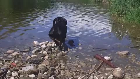 Dog saving stones from drowning