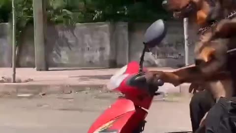 Dogs ride the motorbike better than me