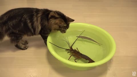 Japanese spiny lobster vs Cat