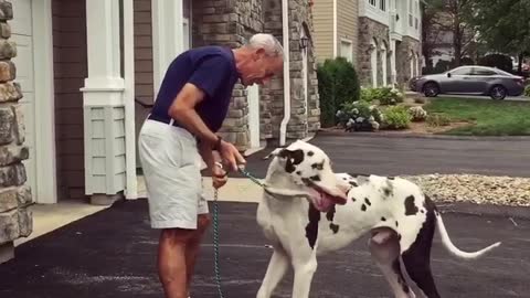 Great Dane Gives Owner A Great Hug