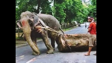 Cruelty on cam: Five times when humans inflicted grievous injuries to animals