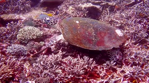 BEAUTY OF UNDERWATER WORLD SEALIFE VIDEO #20