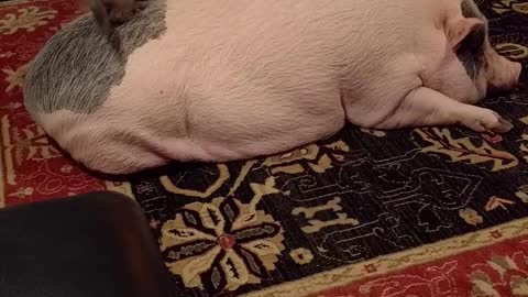 Rambunctious Kitties Play on a Pig