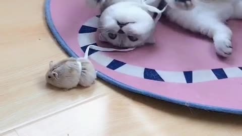 The kitten lay on the carpet