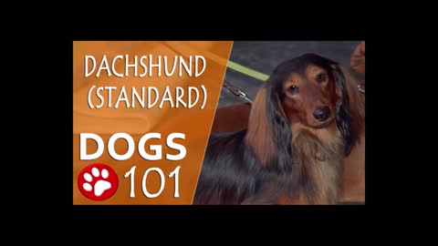 Dogs 101 - DACHSHUND - Top Dog Facts About the DACHSHUND