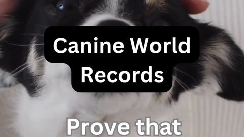 Canine World Records