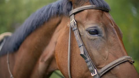 Close up brown horse portrait. Brown horse face, eye, mane on pasture at farm ranch