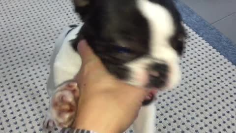 WOW !!! Watch this french bulldog cute puppy biting owner´s fingers.