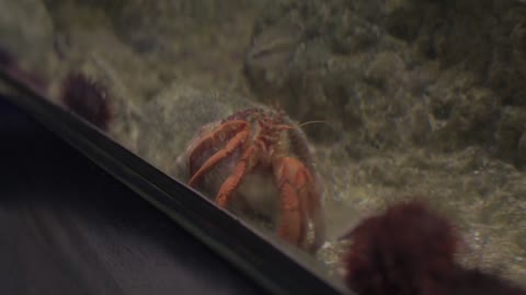 Close-up shot of woman taking smart phone photo of soldier crab in aquarium