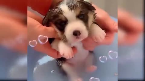 #dogs #funnyvideos #dogsvideo Baby Dogs - Cute and Funny Dog Videos Compilation