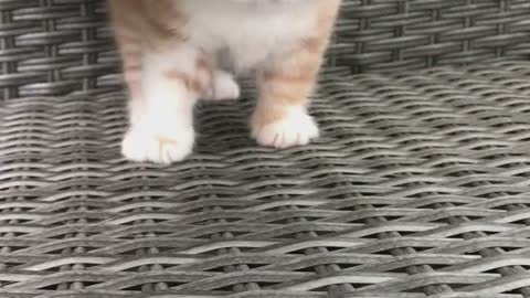 Little furry #shorts #kittens #funnycats