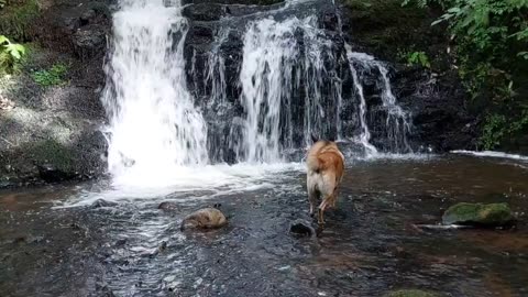 Belgian Malinois in Scotland - Waterfall and Woodland Walk