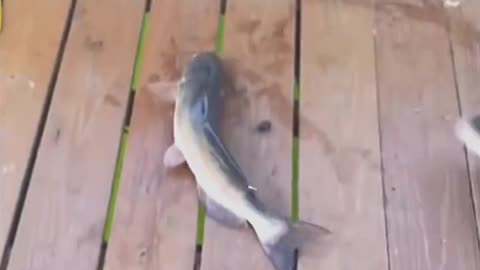 Fish Funny Video