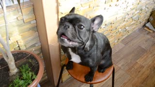 French Bulldog Sings His Throat Out For A Piece Of Cheese