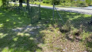 Tortoise Finds Greener Grass on Other Side of Gate