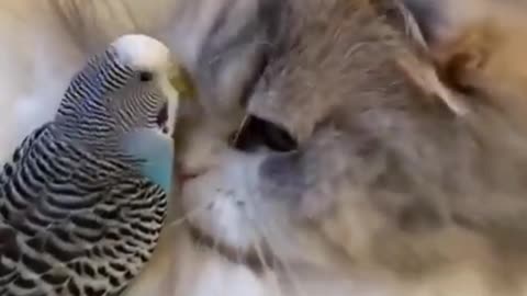 Cat 😻 vs Parrot reactions