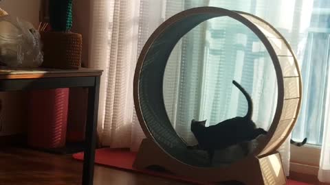 Catwheel Riding Cat