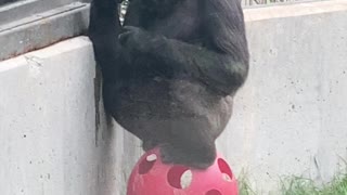 Just sitting on my ball eating