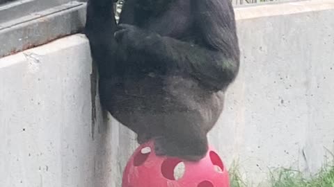 Just sitting on my ball eating