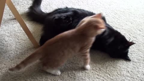 EPIC Cat Fight Compilation