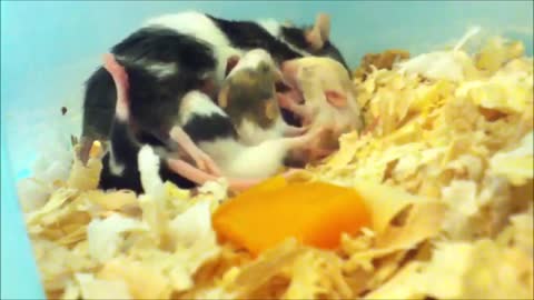 Cutest smart mouse does tricks and their intelligence